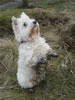 as a filthy hound - on Dumyat (February 2009)